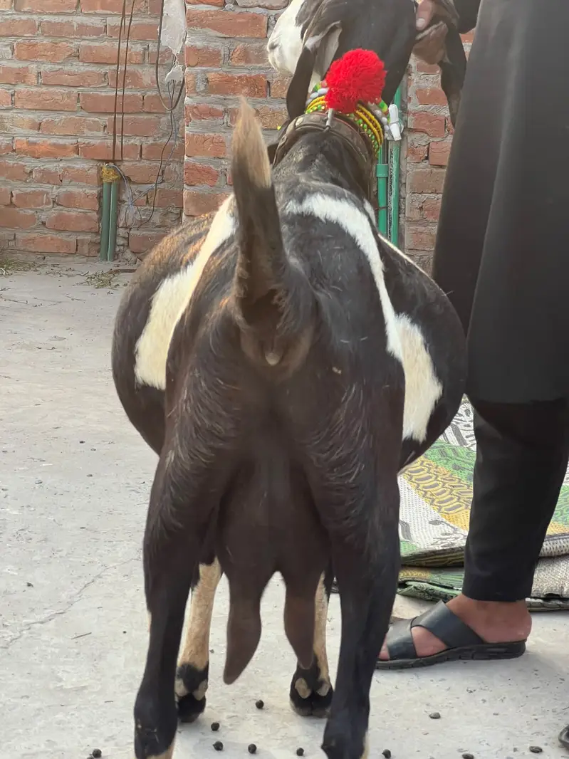 Goat | Betal Goat | Betal Bakri | Betal ghban Bkri |  03026730678 — photo 11