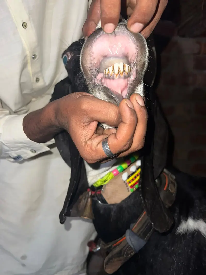 Goat | Betal Goat | Betal Bakri | Betal ghban Bkri |  03026730678 — photo 12