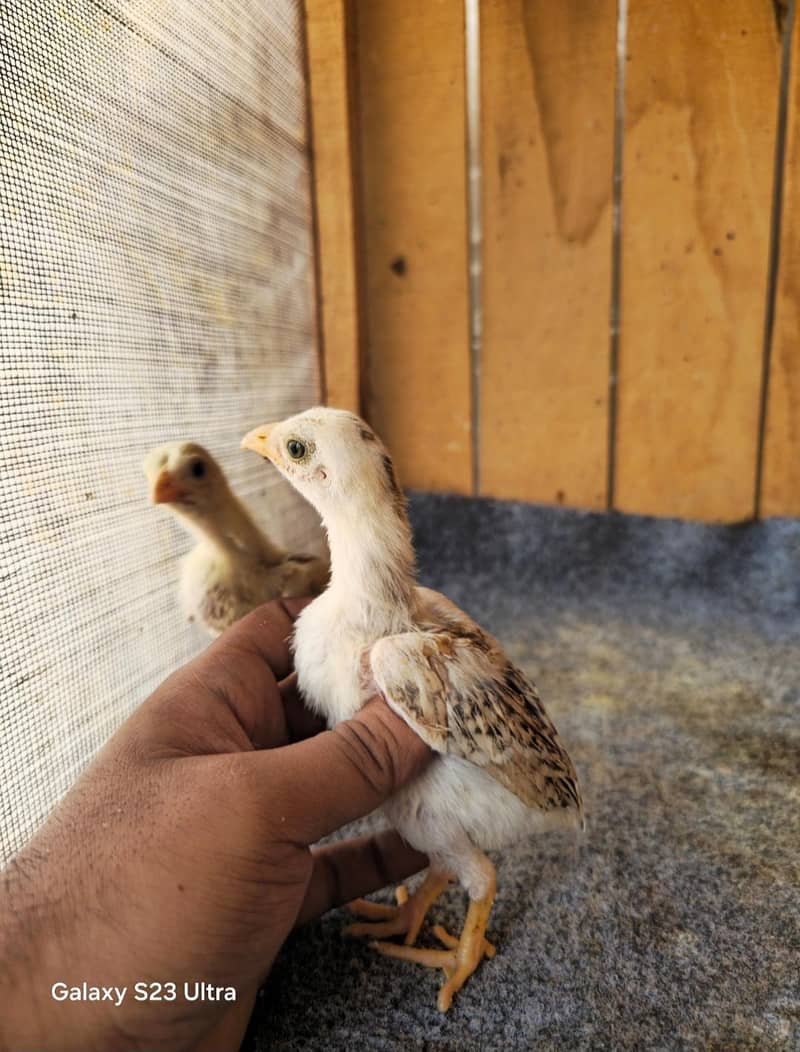 Aseel Chicks 0