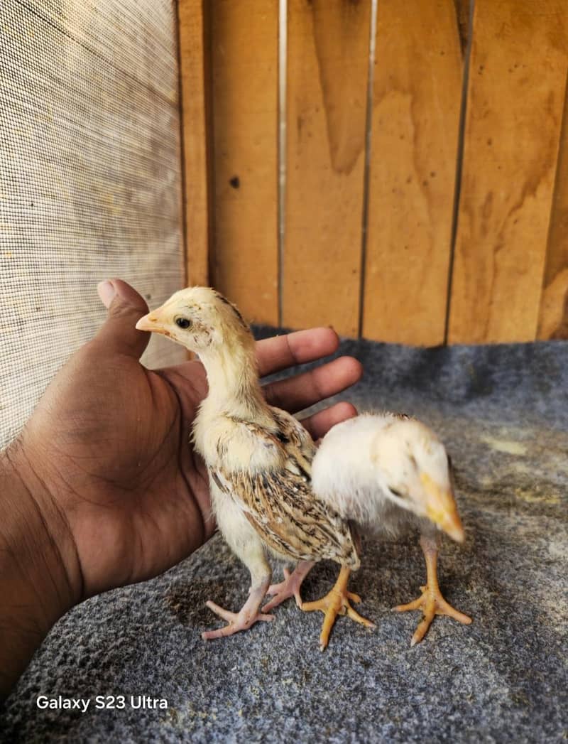 Aseel Chicks 1