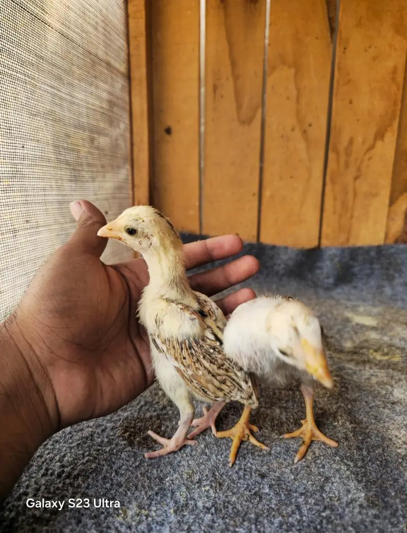 Aseel Chicks — photo 2