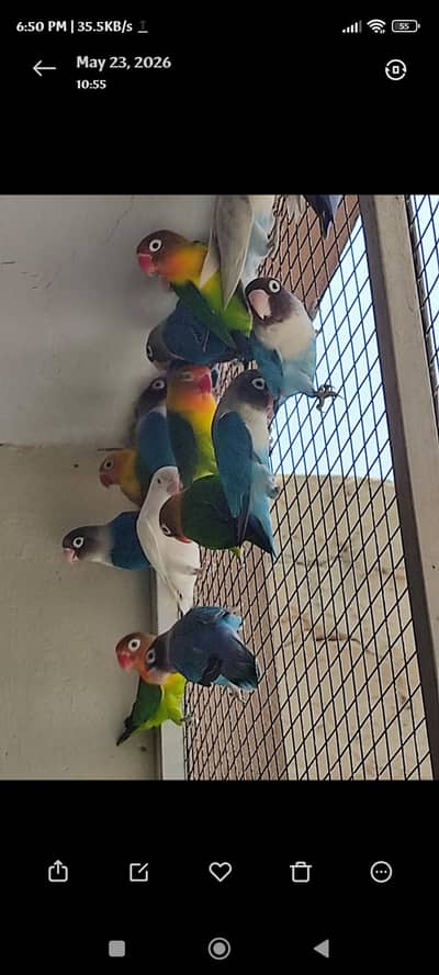 lovebirds Rs 1200 per piece