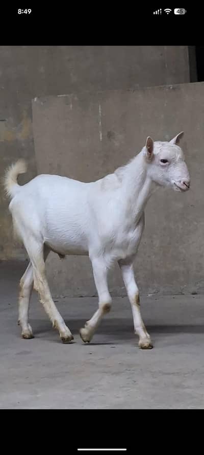 White Teddy Bakra