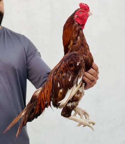 Aseel Mianwali peela