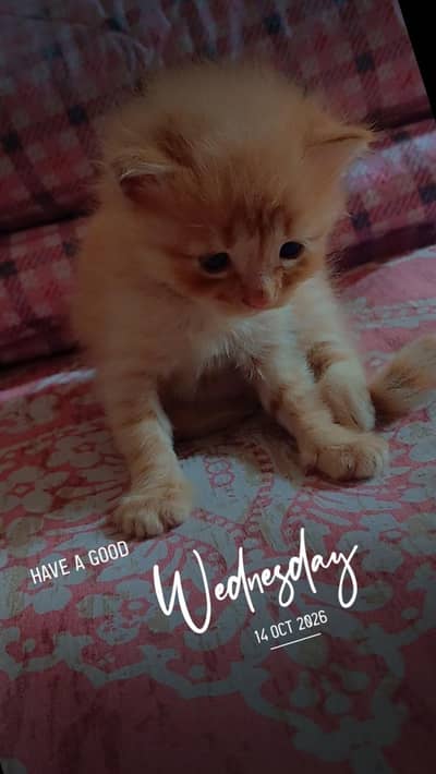 a healthy ginger kitten.