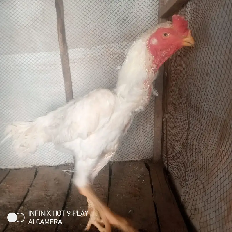 Pure White Shamoo. Morga For Sale. — photo 2