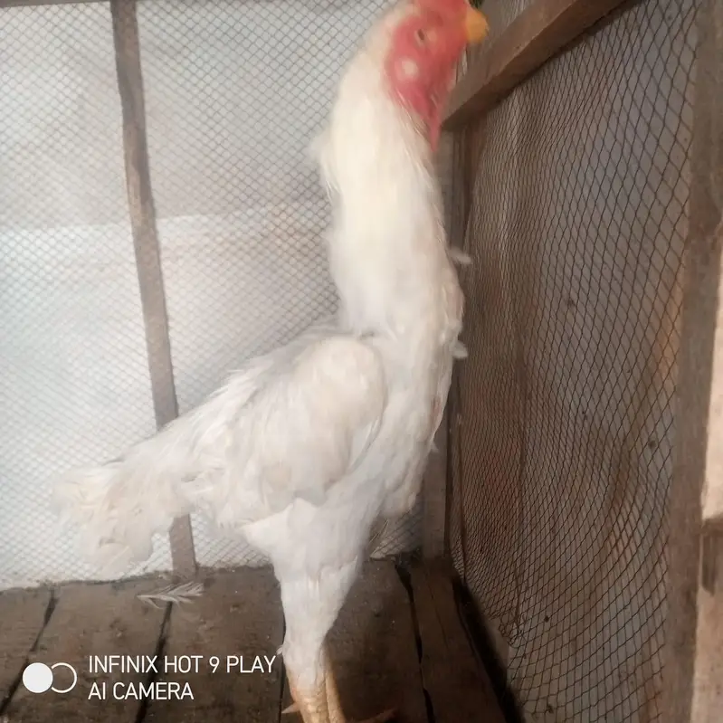 Pure White Shamoo. Morga For Sale. — photo 3