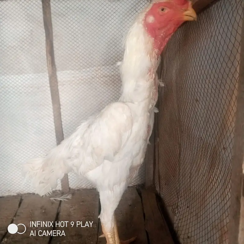 Pure White Shamoo. Morga For Sale. — photo 4