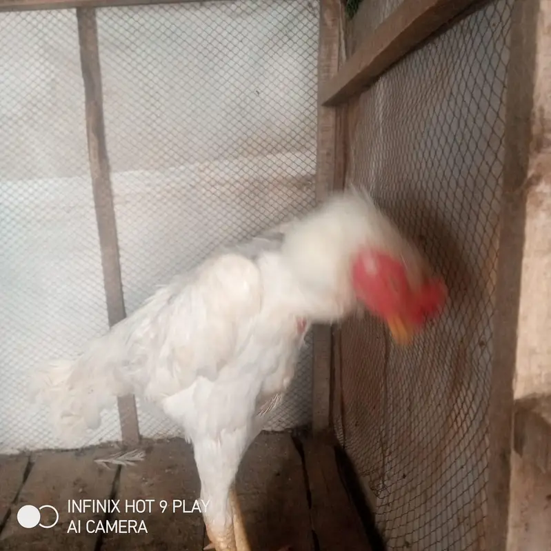 Pure White Shamoo. Morga For Sale. — photo 5