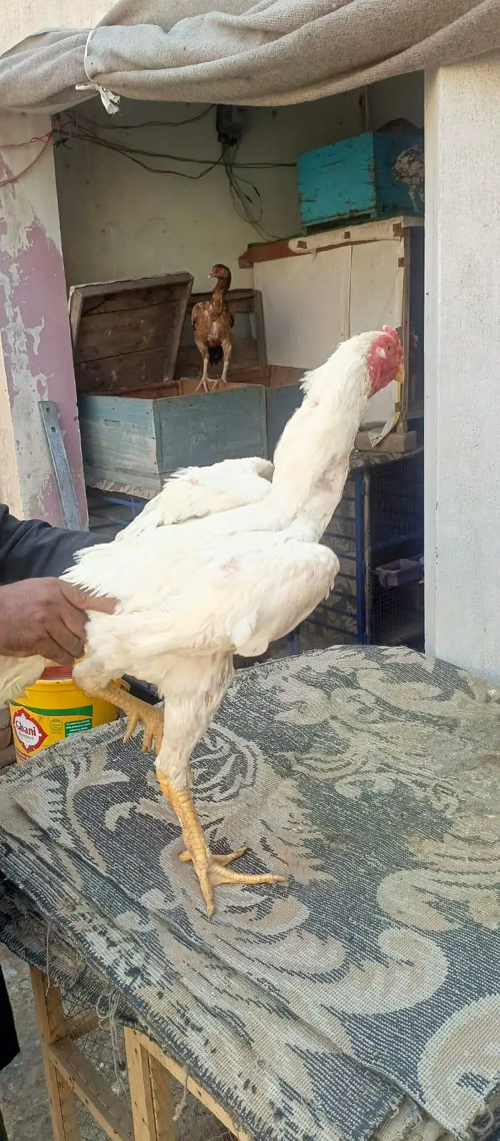 Pure White Shamoo. Morga For Sale. — photo 8