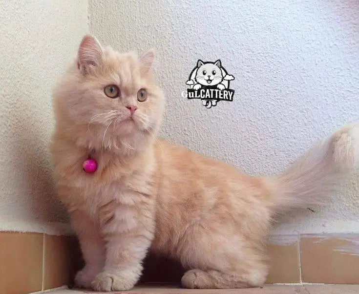 Persian British punch face piki face kitten  cat available — photo 2