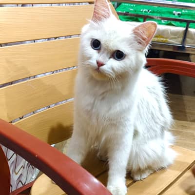 1 Female Cat hai persion sath 3 bachy hain 2male bachy hain 1 female