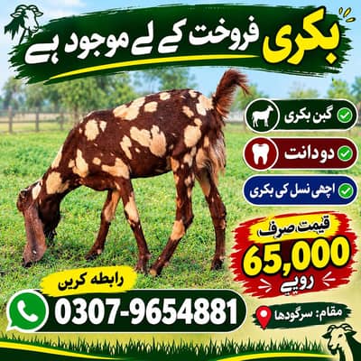 bakri