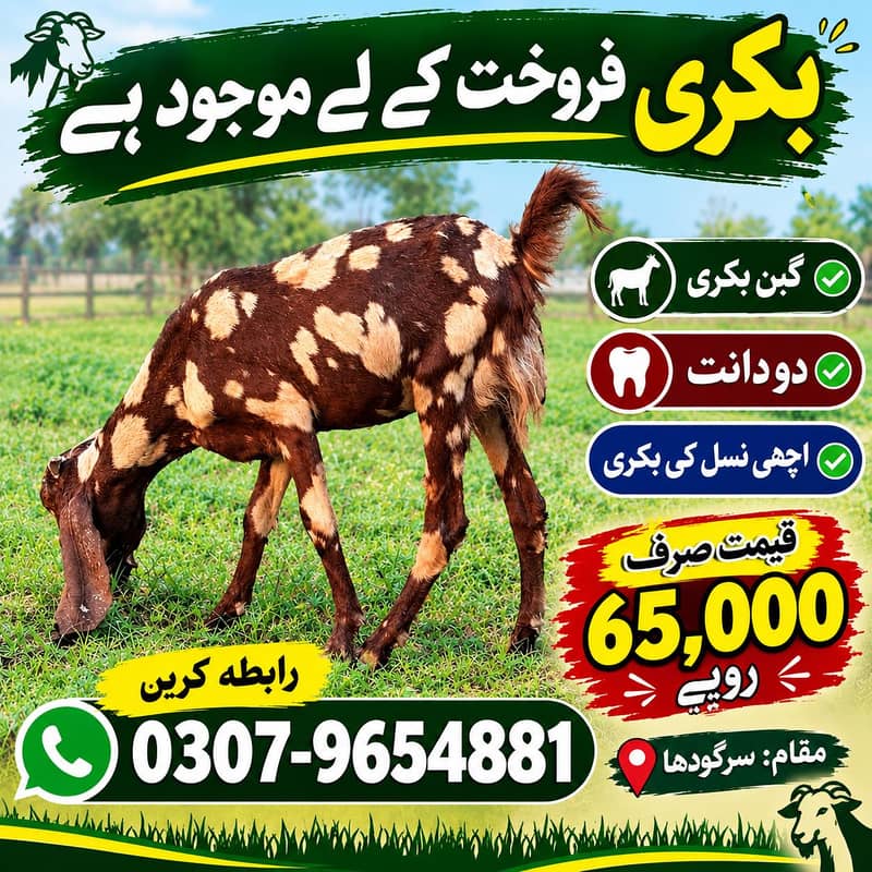 bakri 0