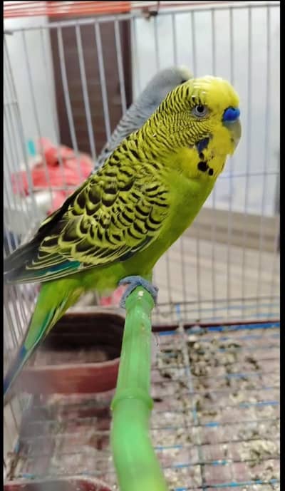 one bridar pair andr size male green color blue color female simpal