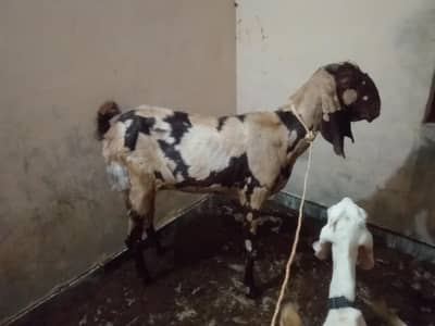 Shera betal bakri