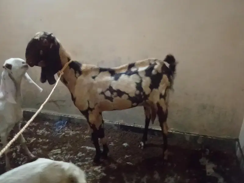Shera betal bakri — photo 2
