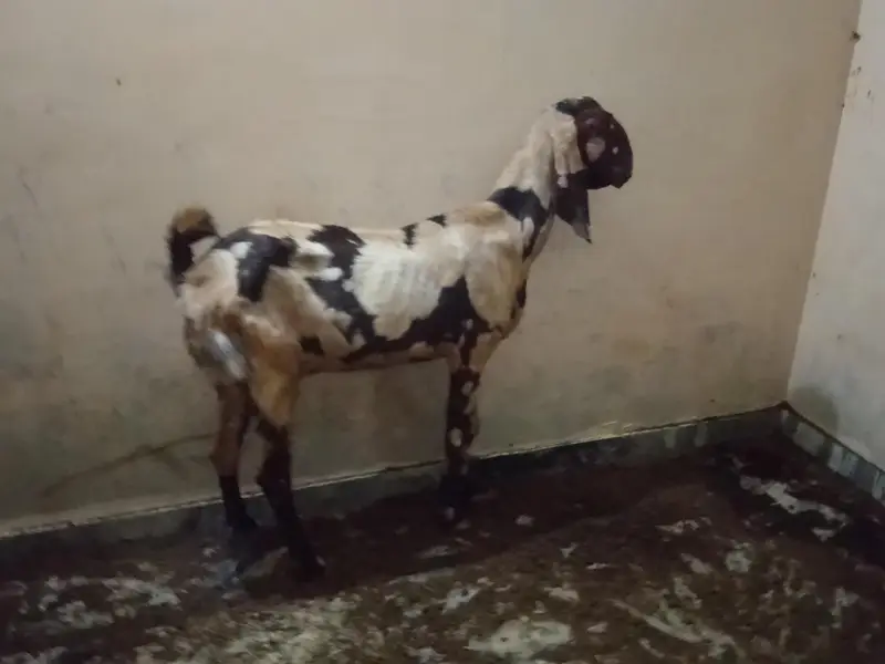 Shera betal bakri — photo 3