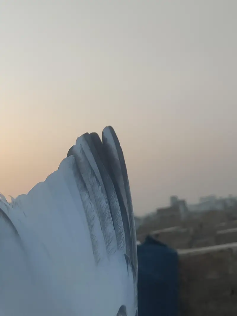 Kabuteri hai axhi hai — photo 5