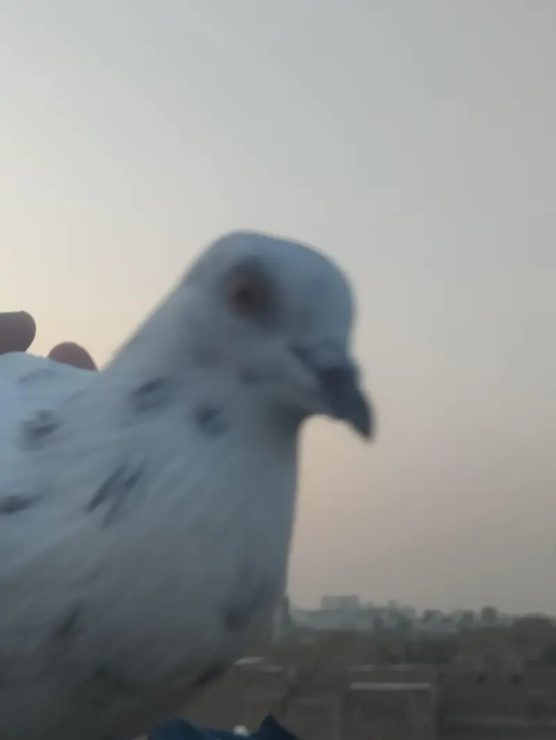 Kabuteri hai axhi hai — photo 12