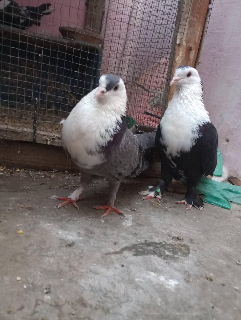 karbalye 0