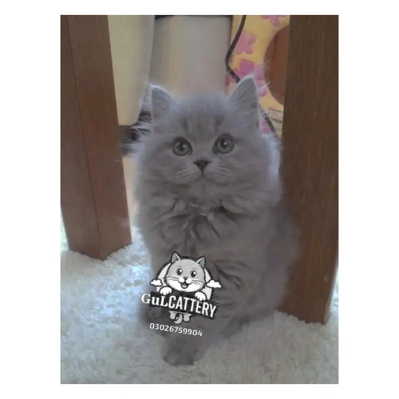 Persian British punch face piki face kitten cat available — photo 11