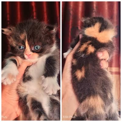 piki_punch_triple coat kittens