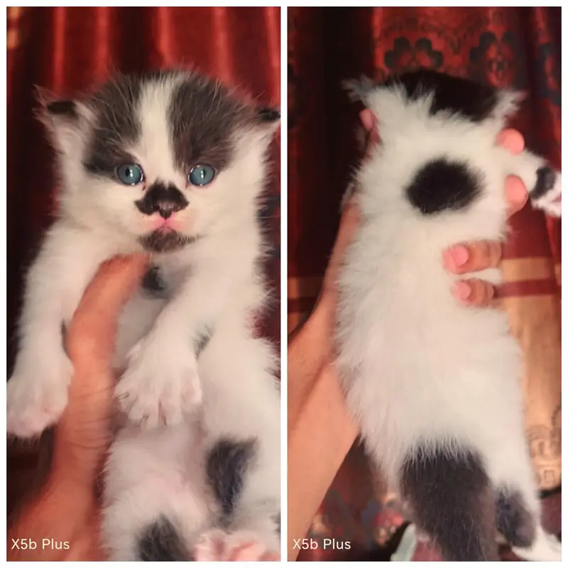 piki_punch_triple coat kittens — photo 2