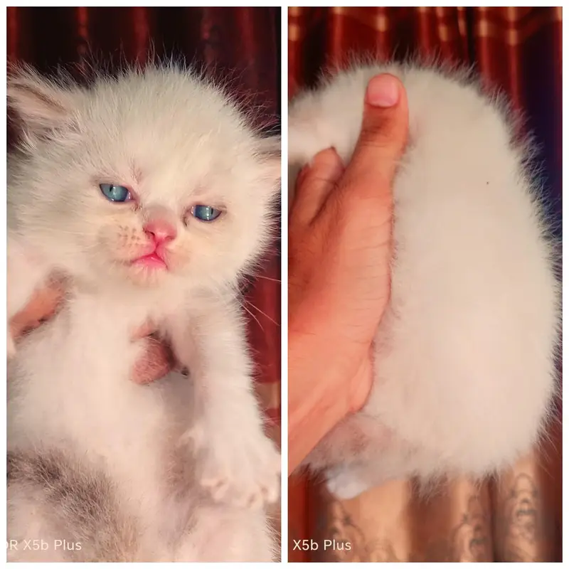 piki_punch_triple coat kittens — photo 3