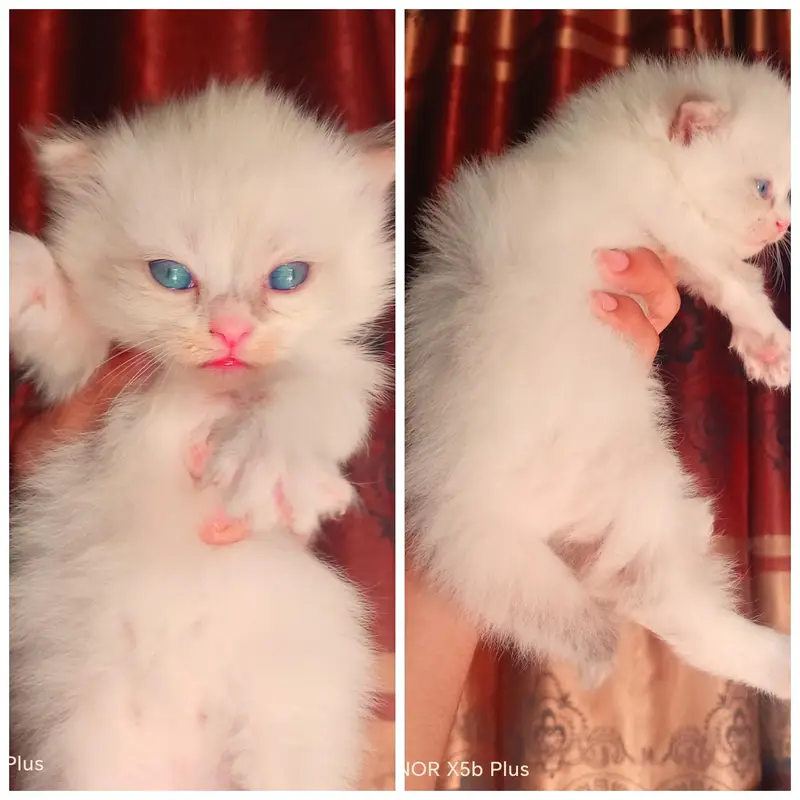 piki_punch_triple coat kittens — photo 4
