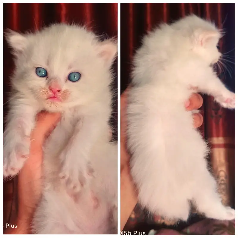 piki_punch_triple coat kittens — photo 5