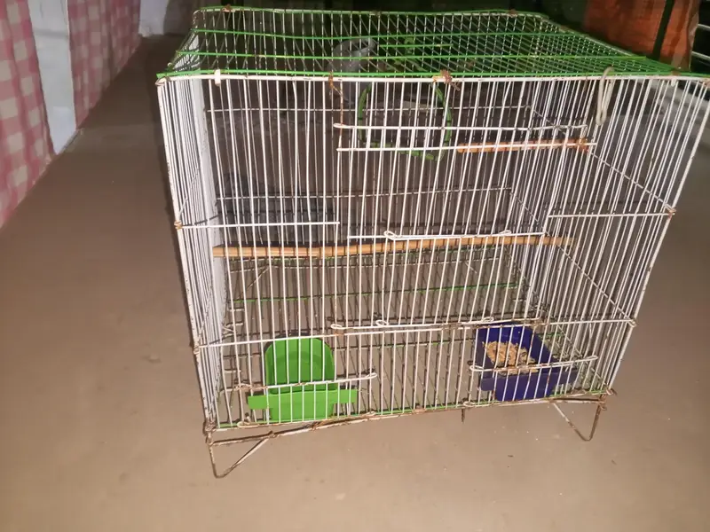 parrot cage for sale — photo 6