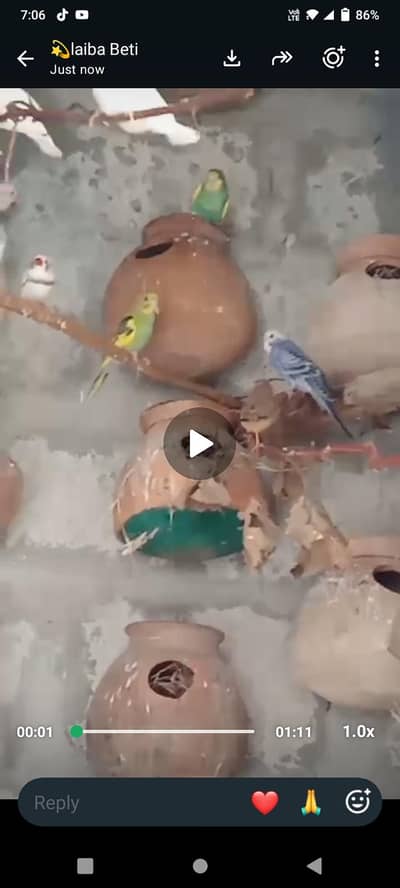 4 Budgies and 7 Finches 400 per piece