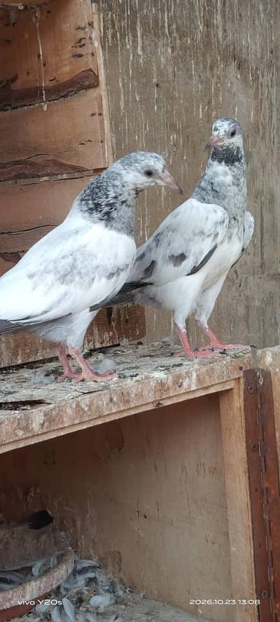 Tasveer waly birds