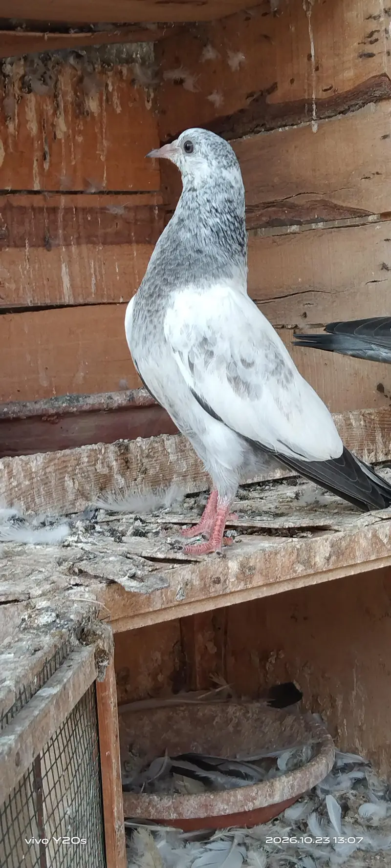 Tasveer waly birds — photo 2