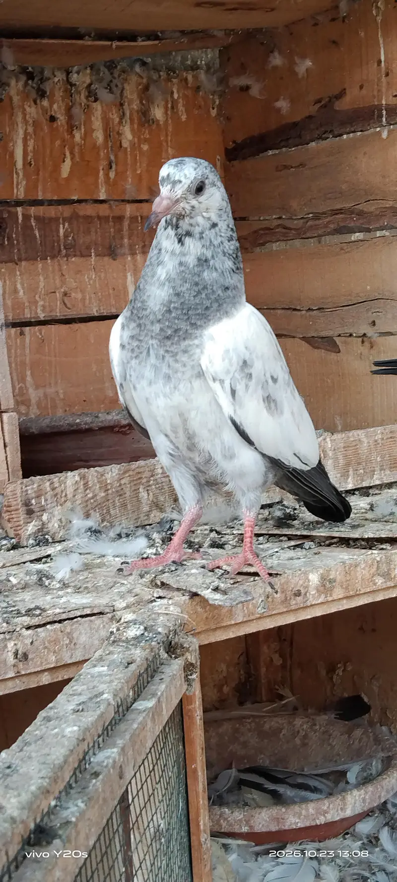 Tasveer waly birds — photo 3