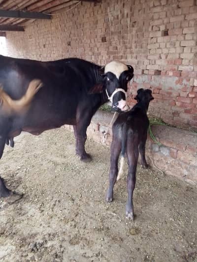 Buffalo /Bhains/Cow.