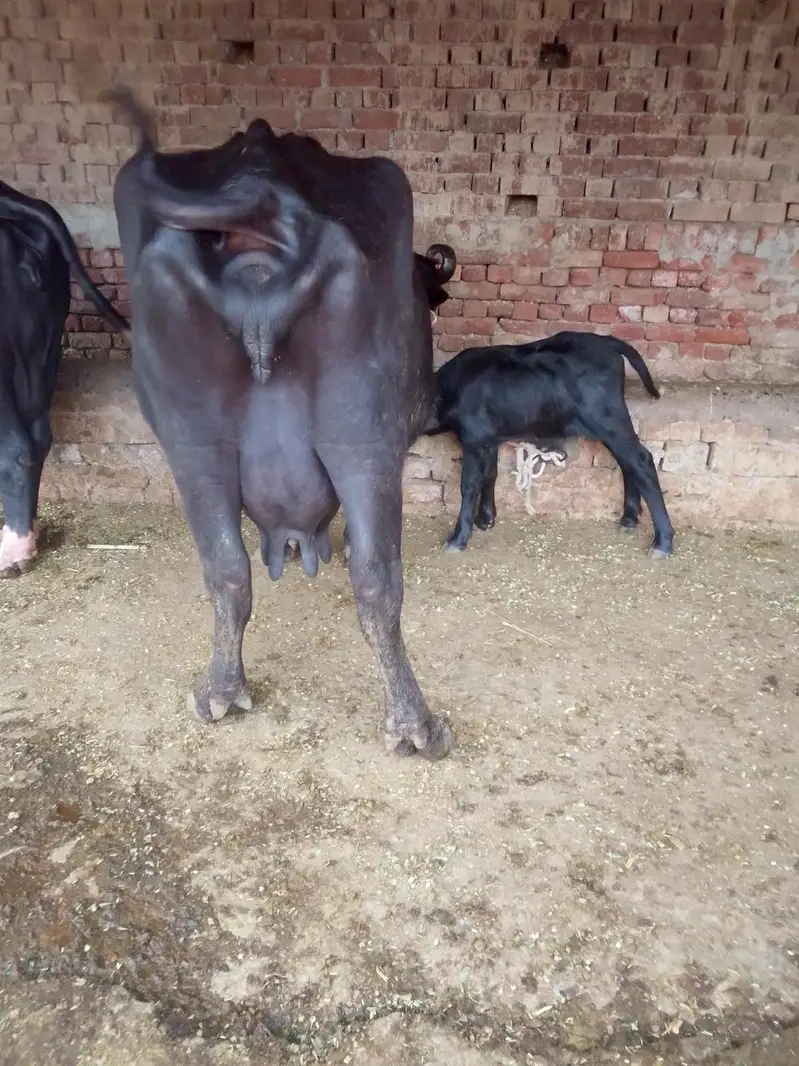 Buffalo /Bhains/Cow. — photo 2