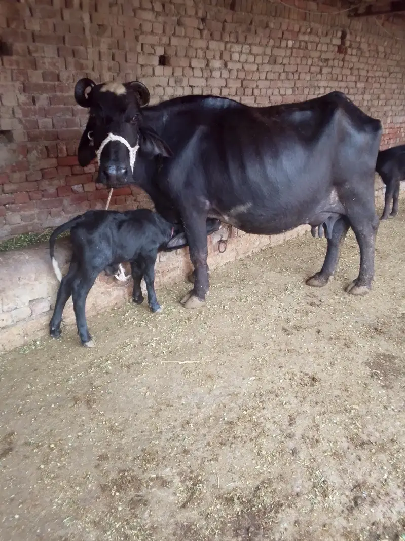 Buffalo /Bhains/Cow. — photo 3