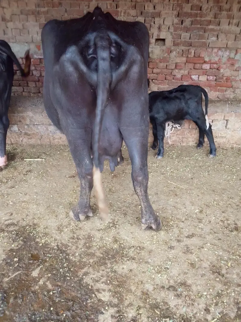 Buffalo /Bhains/Cow. — photo 4