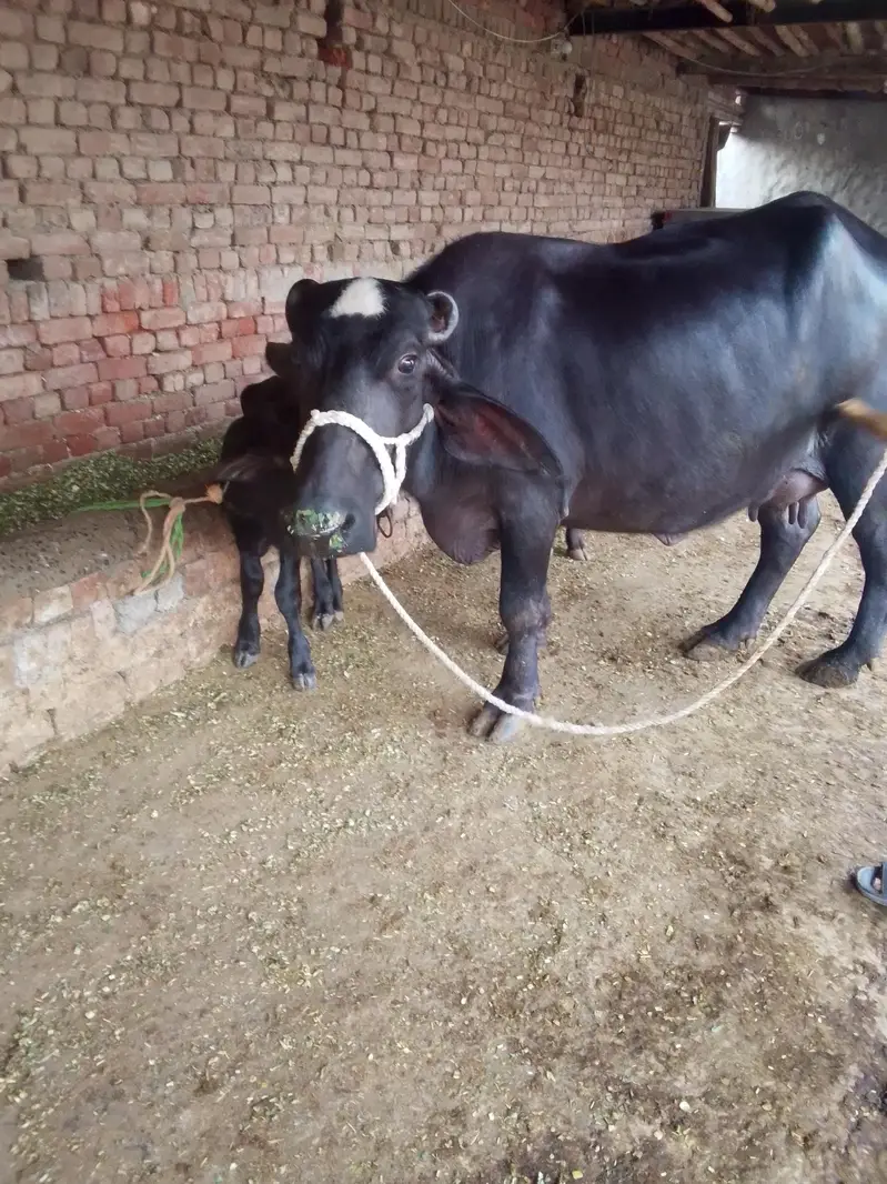 Buffalo /Bhains/Cow. — photo 5