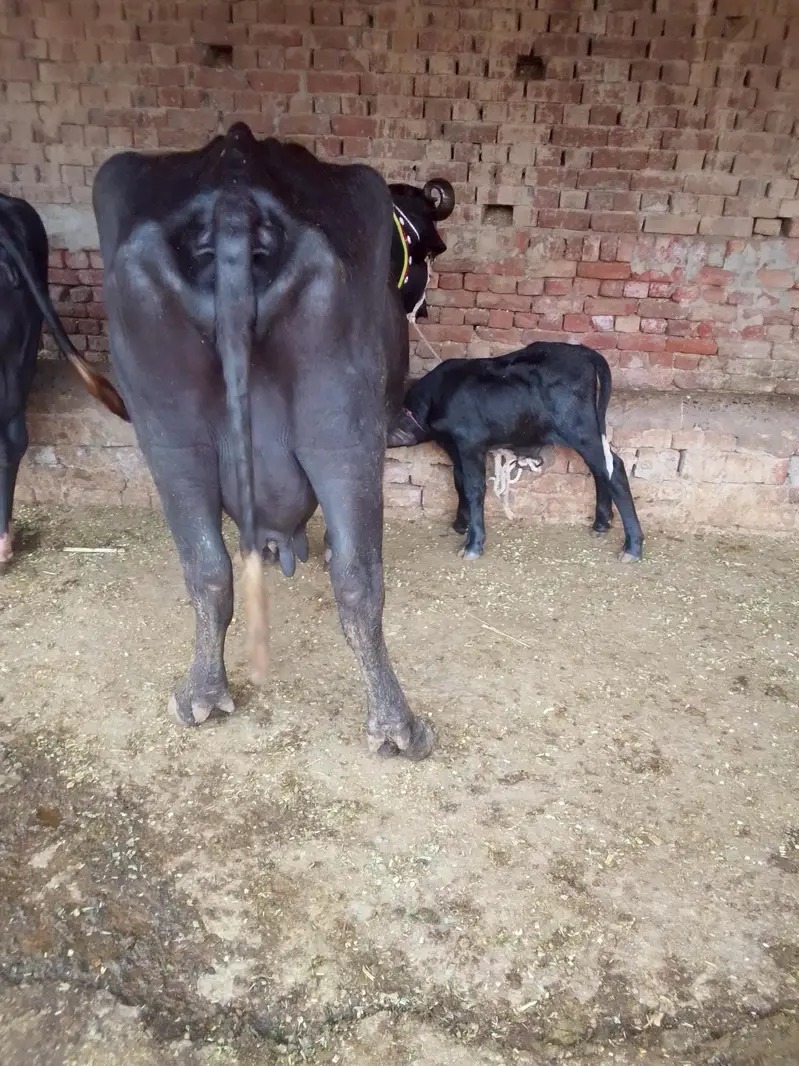 Buffalo /Bhains/Cow. — photo 6