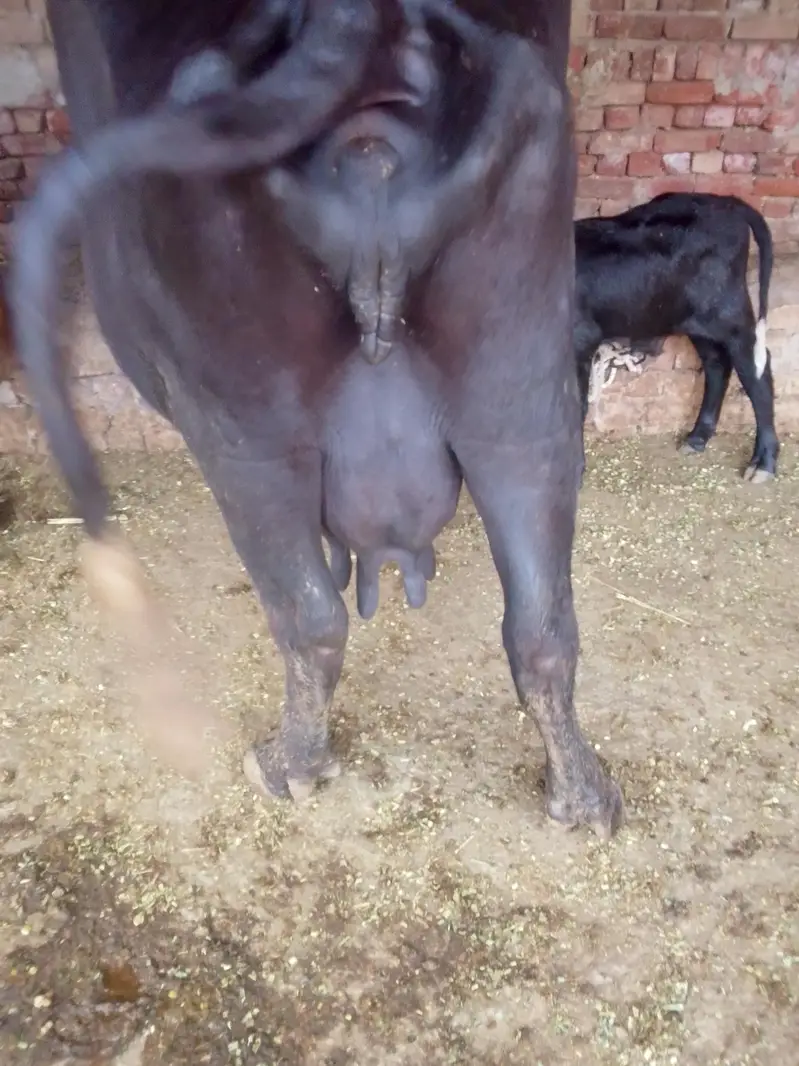 Buffalo /Bhains/Cow. — photo 7
