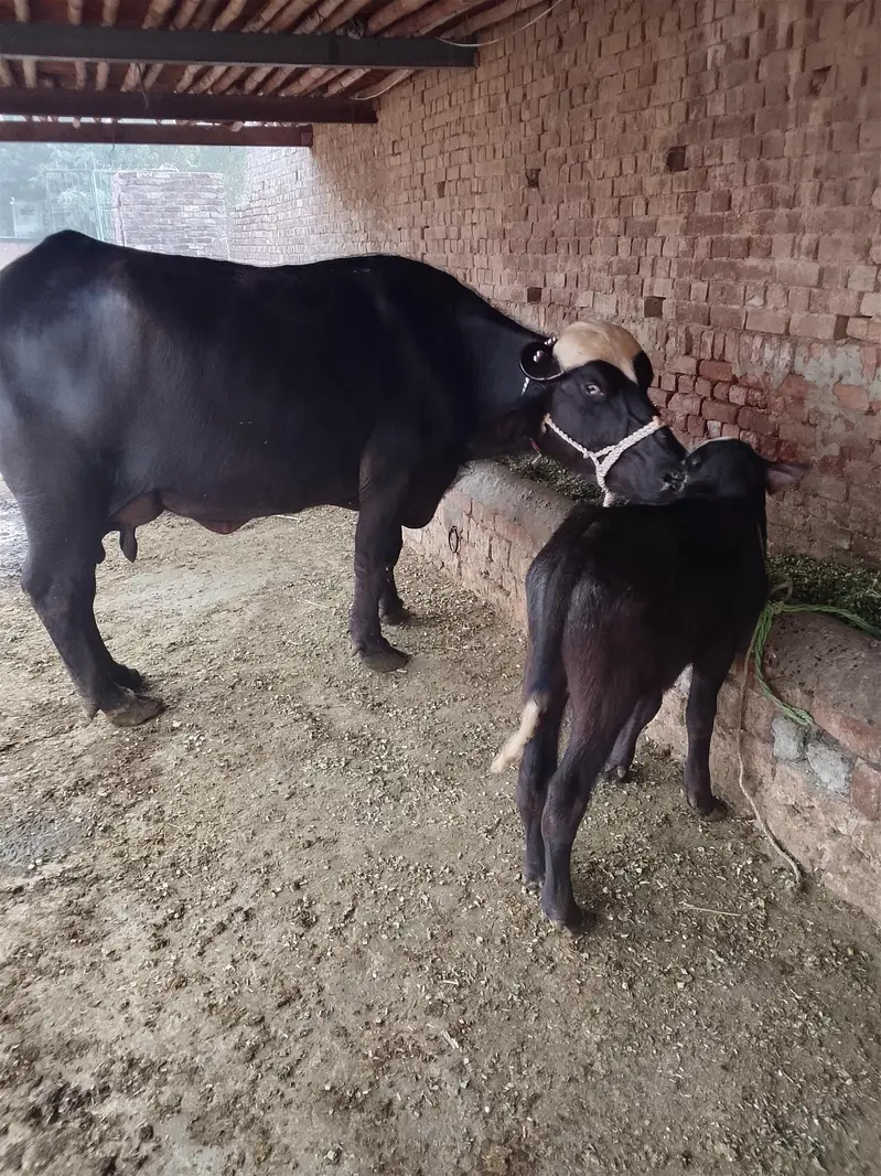 Buffalo /Bhains/Cow. — photo 8
