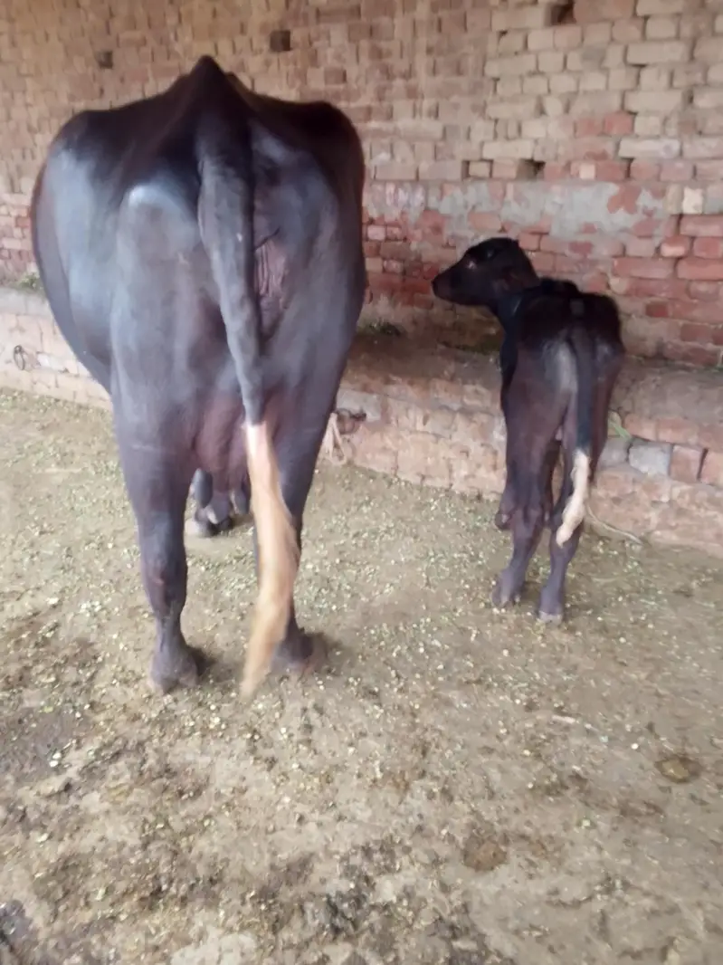 Buffalo /Bhains/Cow. — photo 9