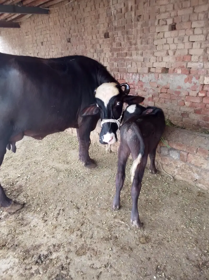 Buffalo /Bhains/Cow. — photo 10