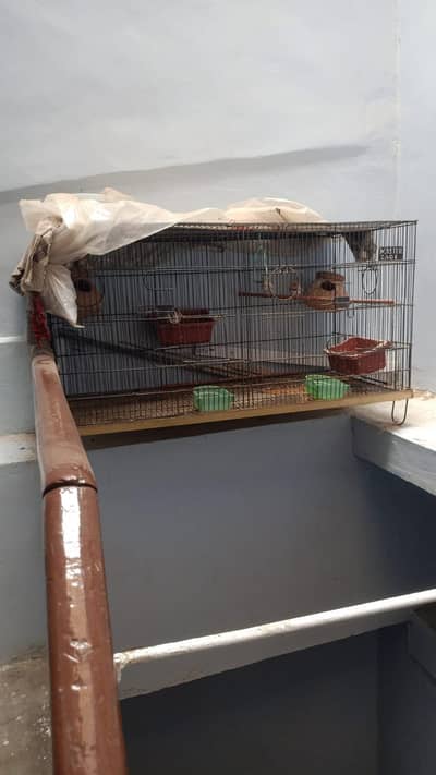 birds cage