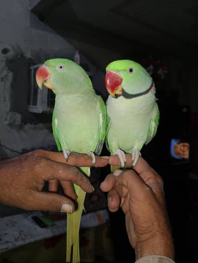3 years old Raw Parrot for sale- Full talking -Healthy & Active -Kamok