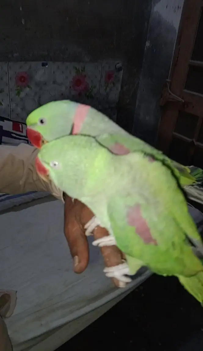 3 years old Raw Parrot for sale- Full talking -Healthy & Active -Kamok — photo 2