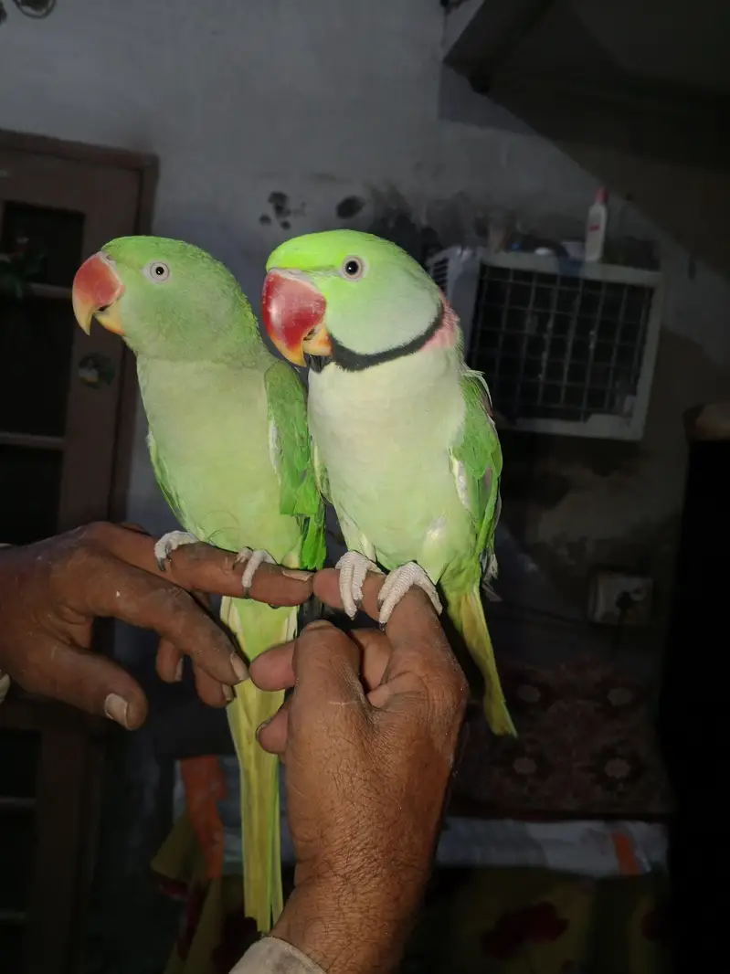 3 years old Raw Parrot for sale- Full talking -Healthy & Active -Kamok — photo 3